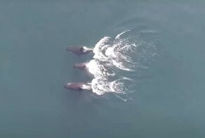 Ученые сделали открытие о дружбе косаток