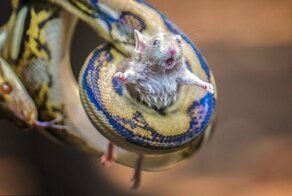 Мышка взывает о помощи, находясь в тисках мощного тела питона