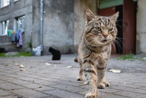 Такие классные дворовые коты!