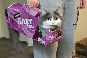 20+ избалованных котеек, которые только рады искупаться во внимании