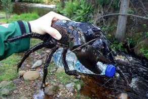 Гигантский тасманийский рак, крупнейшее пресноводное беспозвоночное в мире