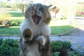 15 забавных животных, которым позарез необходимо внутрь 