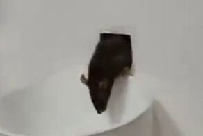 Как избавиться от грызунов без мышеловки и отравы