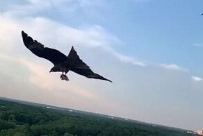 Отличный пас: коршун ловит мясо на лету