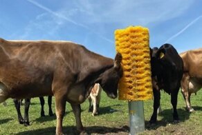 Фермер установил гигантскую щетку на пастбище, и его коровы без ума от нее