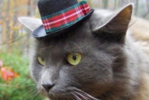 Кошаки в шляпах (7 фото)