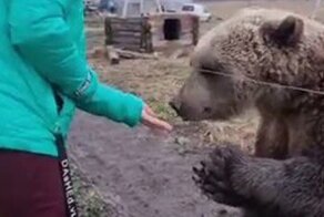 Медведь Вася и гусиное яйцо