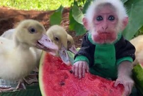 Сочный сладкий арбуз для маленькой обезьянки и ее друзей