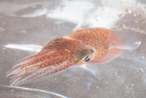 SpaceX запустила в космос десятки детенышей кальмаров: все ради здоровья космонавтов