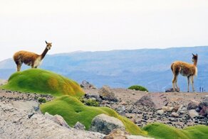 Инопланетная плесень, которую не берет даже нож
