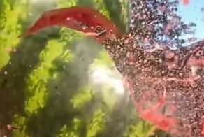 Профессиональное искусство владения кнутом