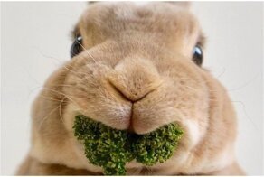 25 фото из жизни  милейших кроликов,  которых вам захочется срочно тиснуть