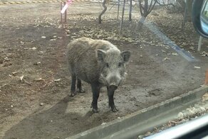 Радиация Фукусимы вызвала к жизни свиней-мутантов