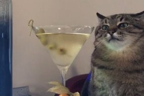 Кот Степан, который грустно сидит с коктейлем под музыку 