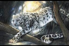 Величественные и красивые леопарды