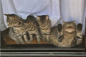 Котики, которые прекрасны просто тем, что они есть