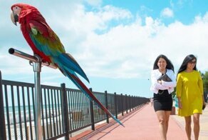 Живой товар: эксперты назвали еще одно популярное мошенничество в курортных городах