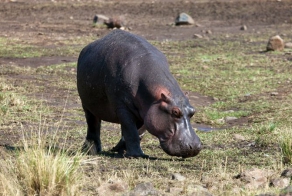 Как бегемот спасал антилопу от крокодила (17 фото)
