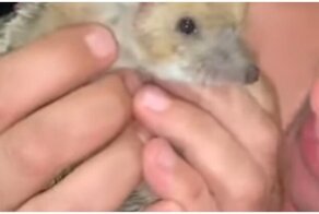 Решил поцеловать ежика и был наказан