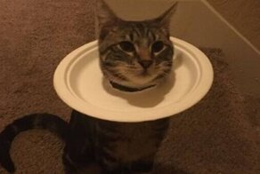 Полезные советы, которые могут пригодиться в быту