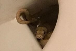 Австрийца укусил притаившийся в унитазе питон