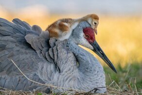 Удивительные фото птиц с конкурса Audubon Photography