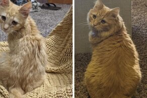 15 счастливых животных, которые наконец-то нашли свой дом