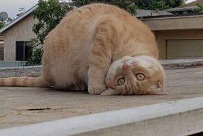 Ой, сломался: коты, которые внезапно вышли из строя