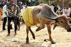 Пьяные буйволы подвели индийских самогонщиков под монастырь