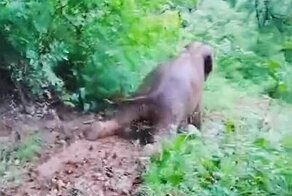 Слоненок, который очень любит валяться в грязи