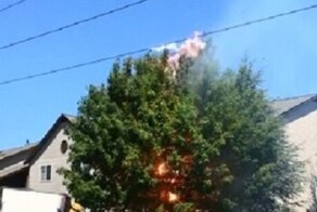 Высокое дерево устроило огненное шоу