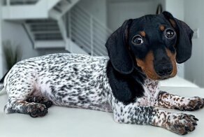 Само очарование: такса с уникальным окрасом "под далматинца"