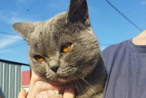 В Приамурье женщина приютила 12 котов и трёх собак