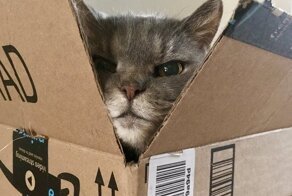 Они созданы друг для друга: коты и коробки