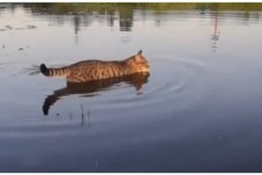 Матерому коту и море по колено