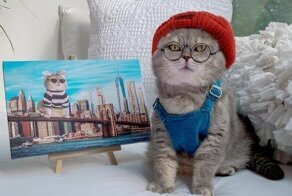 Кот-подобранец стал звездой Инстаграма