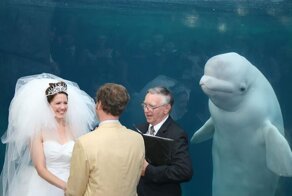 50 смешных фотобомб от истинных мастеров влезть в кадр