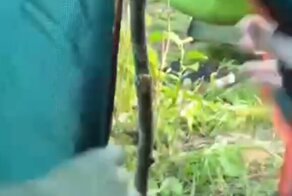 К месту ночлега туристов пришли неожиданные гости