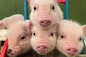 В Японии можно выпить кофе в компании с крохотными поросятами