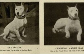 История породы