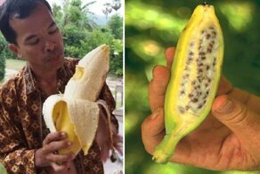 15 самых необычных видов бананов