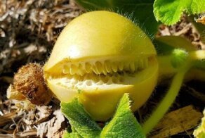 30 фруктов и овощей, которые выглядят как нечто одушевленное