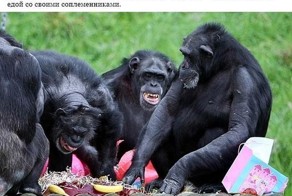 Шимпанзе похожи на людей (7 фото)