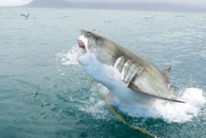 Большая белая акула на охоте (11 фото)