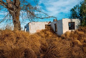  Русский сорняк, который завоевал Америку