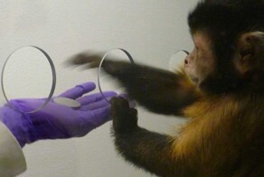 Эксперимент по введению «трудовых» отношений в стае капуцинов