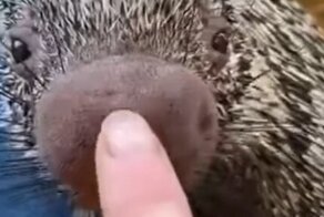 Позитивное видео на случай плохого настроения