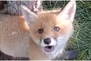 Крикливый лисенок не хотел, чтобы его спасали