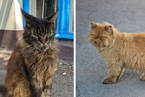 Классные котики!