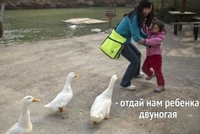 Умора: подборка забавных фото и мемов с птицами